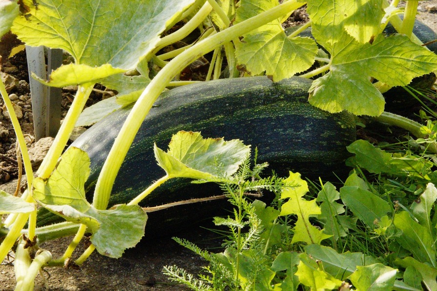 Zucchini im Gemüsebeet